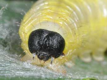  Chenille de Cymatophorina diluta D. & S. - ©Philippe Mothiron