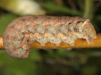  Chenille de Xestia ditrapezium D. & S. - Wolfgang Wagner, www.pyrgus.de