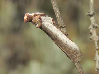 Denticera divisella Dup. adulte - Jean-Pierre Lamoline