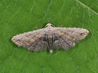 Araeopteron ecphaea Hamps. adulte - Philippe Mothiron