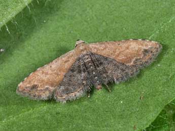 Araeopteron ecphaea Hamps. adulte - Philippe Mothiron