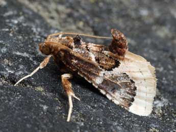 Loryma egregialis H.-S. adulte - Daniel Morel