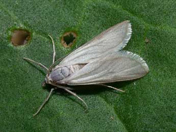 Acentria ephemerella D. & S. adulte - ©Philippe Mothiron