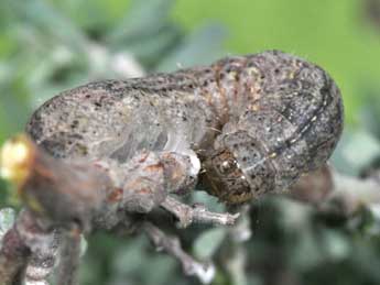  Chenille de Anthracia ephialtes Hb. - ©Philippe Mothiron