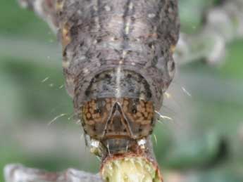  Chenille de Anthracia ephialtes Hb. - ©Philippe Mothiron