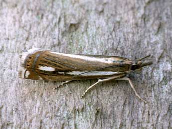 Crambus ericella Hb. adulte - Rob Petley-Jones