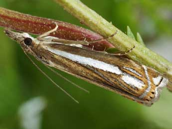 Crambus ericella Hb. adulte - ©Friedmar Graf