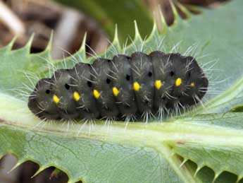  Chenille de Zygaena erythrus Hb. - Daniel Morel