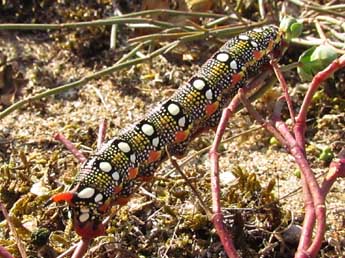  Chenille de Hyles euphorbiae L. - ©Steve Moneuse