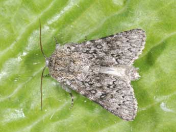 Acronicta euphorbiae D. & S. adulte - Philippe Mothiron