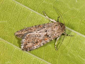 Spodoptera exigua Hb. adulte - Philippe Mothiron