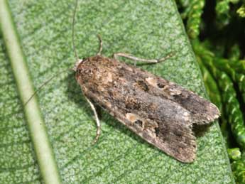 Spodoptera exigua Hb. adulte - Philippe Mothiron