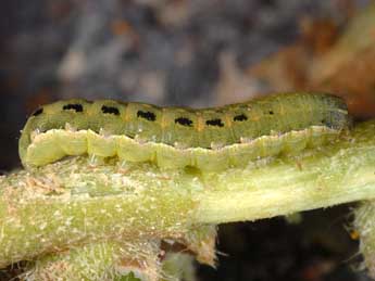  Chenille de Spodoptera exigua Hb. - ©Wolfgang Wagner, www.pyrgus.de