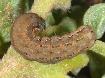  Chenille de Spodoptera exigua Hb. - Wolfgang Wagner, www.pyrgus.de