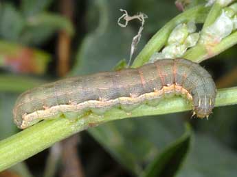  Chenille de Spodoptera exigua Hb. - Wolfgang Wagner, www.pyrgus.de