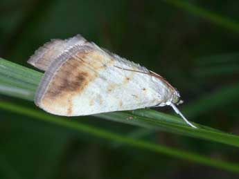 Evergestis extimalis Scop. adulte - Philippe Mothiron