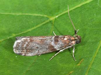 Laodamia faecella Z. adulte - Philippe Mothiron