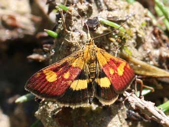 Pyrausta falcatalis Gn. adulte - Chris Jonko