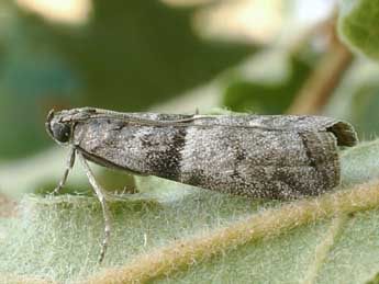 Elegia atrifasciella Rag. adulte - Friedmar Graf