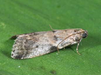 Acrobasis fallouella Rag. adulte - Philippe Mothiron