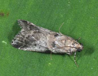 Acrobasis fallouella Rag. adulte - ©Philippe Mothiron