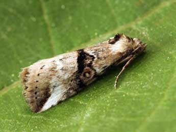 Zebeeba falsalis H.-S. adulte - Daniel Morel