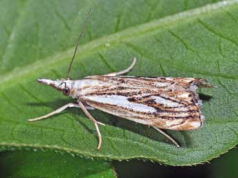 Catoptria falsella D. & S. adulte - ©Philippe Mothiron