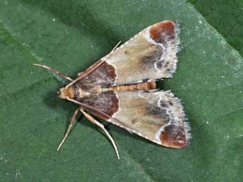 Pyralis farinalis L. adulte - Philippe Mothiron