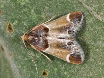 Pyralis farinalis L. adulte - Philippe Mothiron