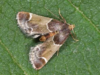 Pyralis farinalis L. adulte - Philippe Mothiron