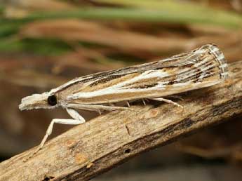 Pediasia fascelinella Hb. adulte - ©Friedmar Graf