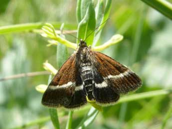 Loxostege fascialis Hb. adulte - ©Alain Cama