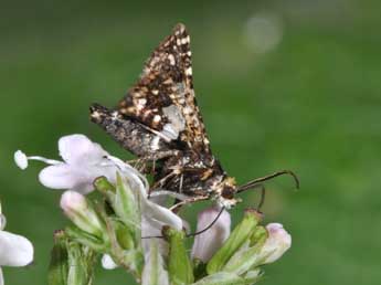 Thyris fenestrella Scop. adulte - Philippe Mothiron