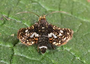 Thyris fenestrella Scop. adulte - ©Philippe Mothiron