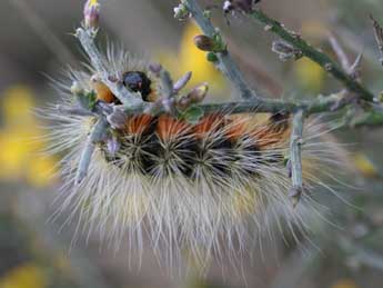  Chenille de Arctia festiva Hfn. - ©Emmanuel Ruiz