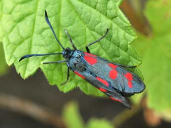 Zygaena filipendulae L. adulte - Philippe Mothiron