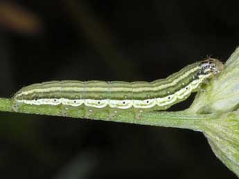  Chenille de Synthymia fixa F. - ©Wolfgang Wagner, www.pyrgus.de