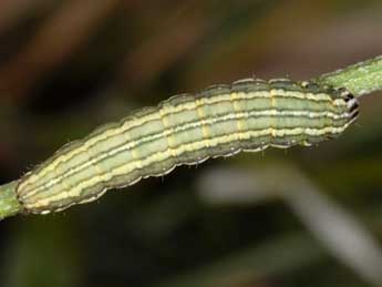  Chenille de Synthymia fixa F. - ©Wolfgang Wagner, www.pyrgus.de