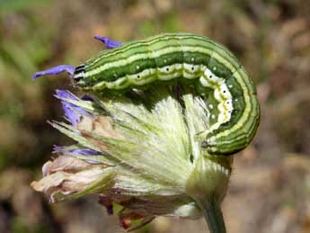  Chenille de Synthymia fixa F. - ©Tristan Lafranchis