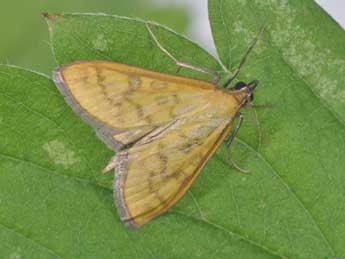 Mecyna flavalis D. & S. adulte - ©Philippe Mothiron