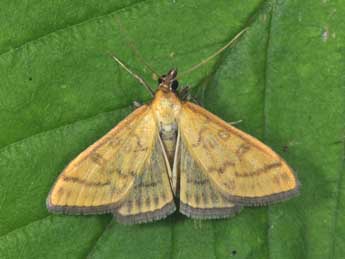 Mecyna flavalis D. & S. adulte - Philippe Mothiron