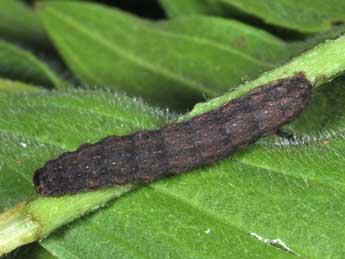  Chenille de Caradrina flavirena Gn. - ©Philippe Mothiron