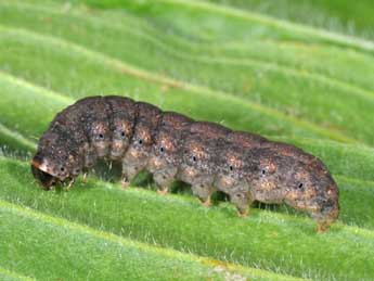  Chenille de Caradrina flavirena Gn. - ©Philippe Mothiron