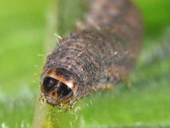  Chenille de Caradrina flavirena Gn. - ©Philippe Mothiron