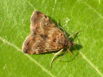 Aporodes floralis Hb. adulte - Tristan Lafranchis