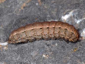  Chenille de Dichagyris forcipula D. & S. - ©Wolfgang Wagner, www.pyrgus.de