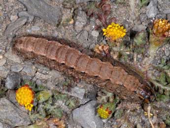  Chenille de Dichagyris forcipula D. & S. - ©Wolfgang Wagner, www.pyrgus.de