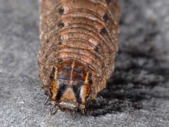  Chenille de Dichagyris forcipula D. & S. - ©Wolfgang Wagner, www.pyrgus.de