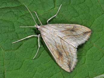 Evergestis forficalis L. adulte - Philippe Mothiron