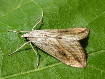 Evergestis forficalis L. adulte - Tristan Lafranchis